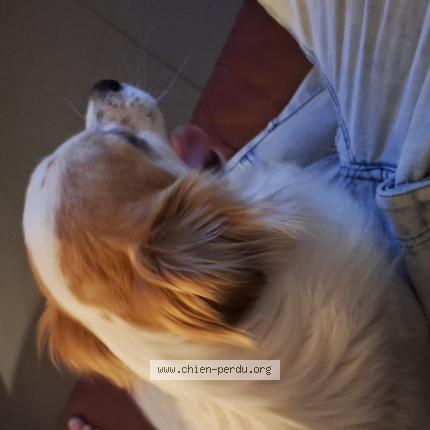 Photo 1/1 Orton Chien lost in Goutroux