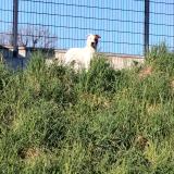 Picture of dog found at Lormont