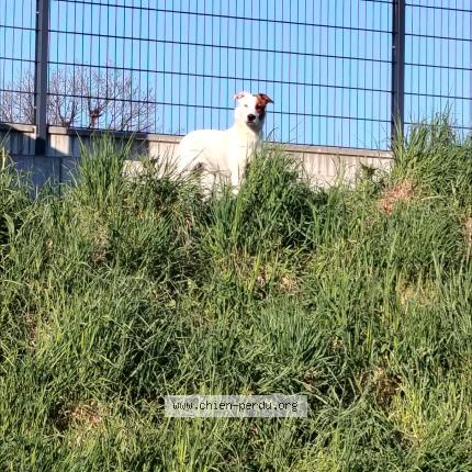 Photo 1/4 Found dog Found in Lormont