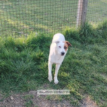 Photo 2/4 Found dog Found in Lormont