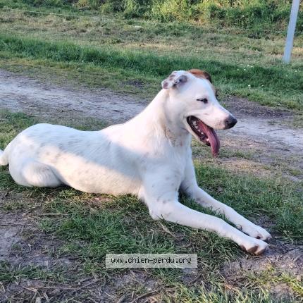 Photo 3/4 Found dog Found in Lormont