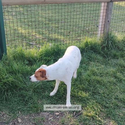 Photo 4/4 Found dog Found in Lormont