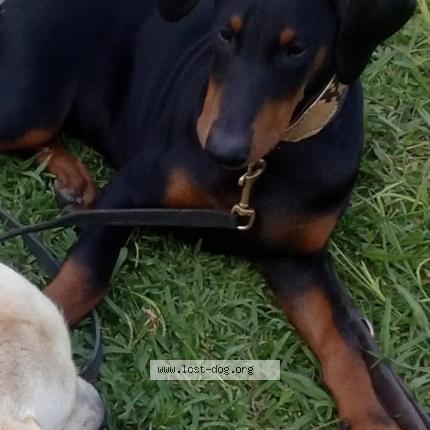 Photo 1/1 Negra Chien lost in Los angeles