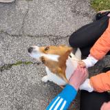 Picture of dog found at La Calmette