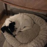 Photo of a dog found in Villiers Sous Mortagne