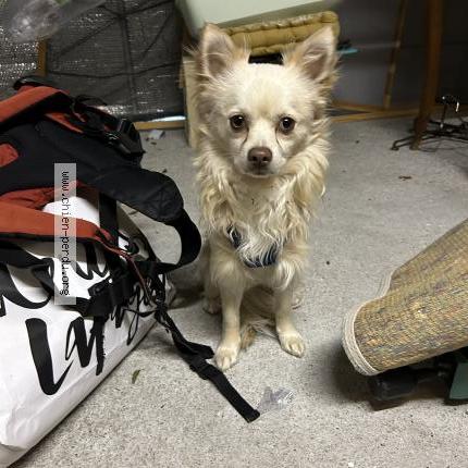 Photo 1/1 Reunited dog Found in Gujan Mestras