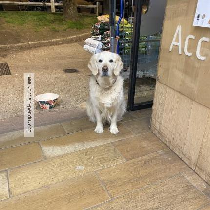 Photo 1/1 Found dog Found in Le chesnay rocquencourt