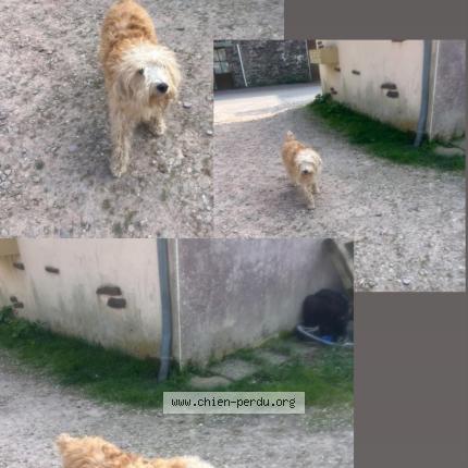 Photo 1/1 Found dog Found in Beignon