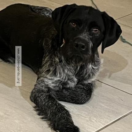 Photo 1/1 Found dog Found in Bantanges