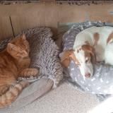 Picture of dog lost at Fos Sur Mer