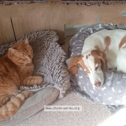 Photo 1/1 Mossa Chien lost in Fos sur mer