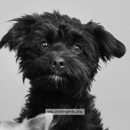 Photo 1/1 Alpha Chien lost in Petit dour