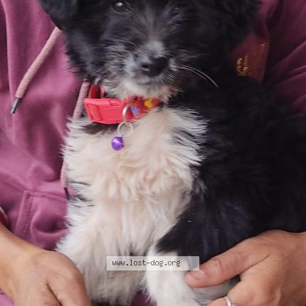 Picture of dog lost at Kalimpong