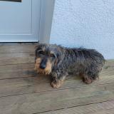 Picture of dog found at Cadaujac