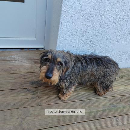 Photo 1/1 Found dog Found in Cadaujac