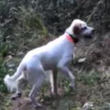 Picture of dog lost at Narrosse