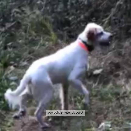 Photo 1/1 Ska&iuml; Chien lost in Narrosse