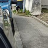 Picture of dog found at Saint Etienne