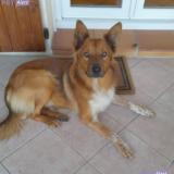 Picture of dog lost at Sigalens