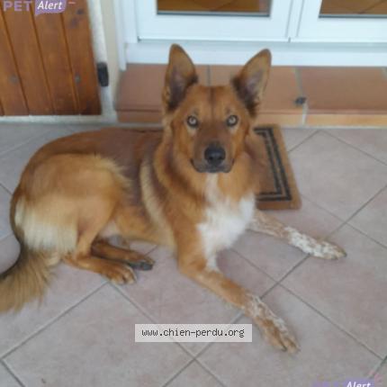 Photo 1/1 Ans Chien lost in Sigalens