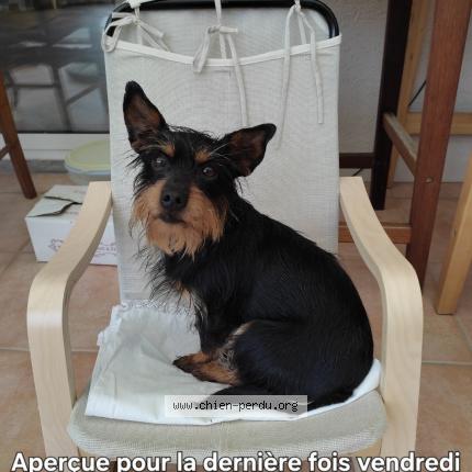 Photo 1/1 Chouchou Chien lost in Le mage thimert gatelles