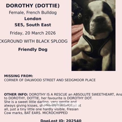 Photo 1/1 DOROTHY DOT Dog lost in London