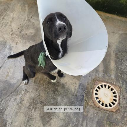 Photo 1/1 Found dog Found in Montauban