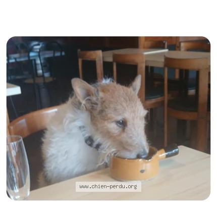 Photo 1/1 Hervoche Catherine Chien lost in St nazaire