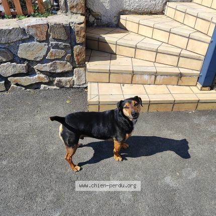 Photo 1/1 Found dog Found in Saint Didier En Velay