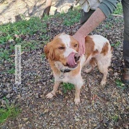 Photo 1/1 Found dog Found in Villecomtal