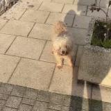 Picture of dog found at Bidache