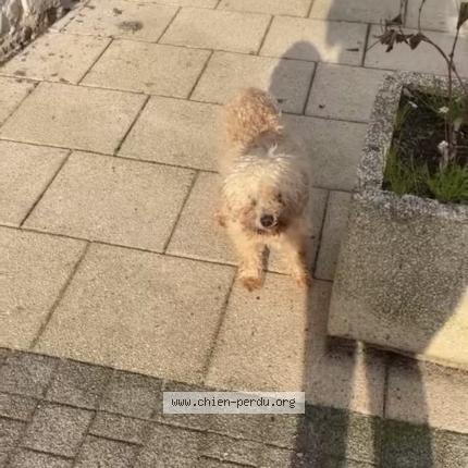 Photo 1/1 Found dog Found in Bidache