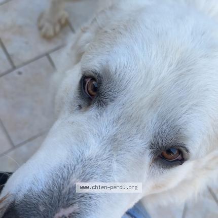 Photo 1/1 Found dog Found in Pujo Le Plan