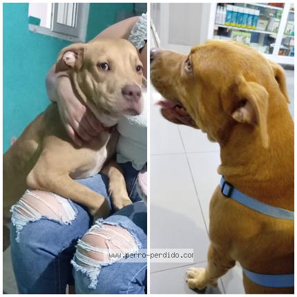 Photo 1/1 Ares Maxwell Chien lost in Panama