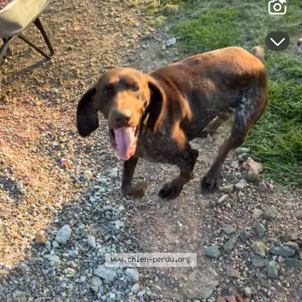 Photo 1/1 Pateux Chien lost in Le grais