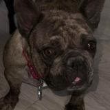 Picture of dog found at Sprimont