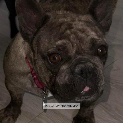 Photo 1/1 Found dog Found in Sprimont