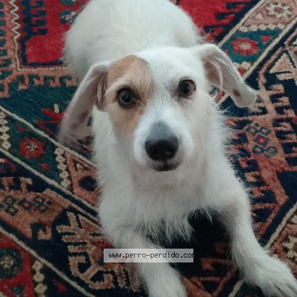 Photo 1/1 Tonto Chien lost in Arraijan