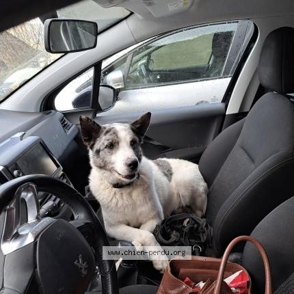 Photo 1/1 narko Chien lost in Chambery