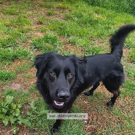 Photo 1/1 Alexandra Andrieu Chien lost in Villeneuve sur lot