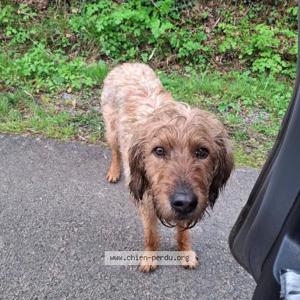 Photo 1/1 Rocky Chien lost in La ferriere au doyen