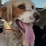 Picture of dog found at Nimes