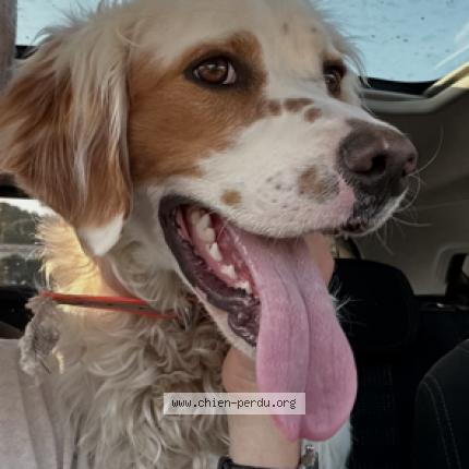 Photo 1/1 Found dog Found in Nimes