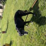 Picture of dog found at Lespare