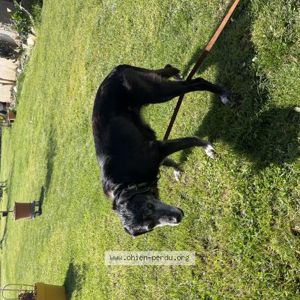 Photo 1/1 Found dog Found in Lespare