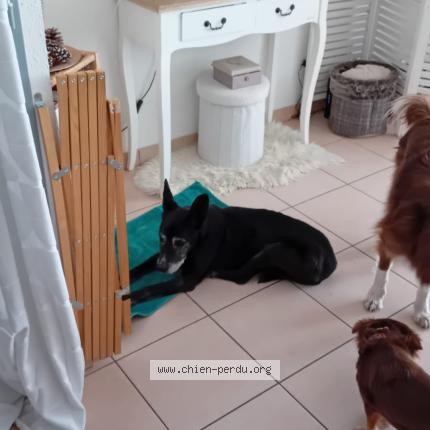 Photo 1/1 Found dog Found in La salles les alpes