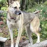 Picture of dog lost at Cleveland