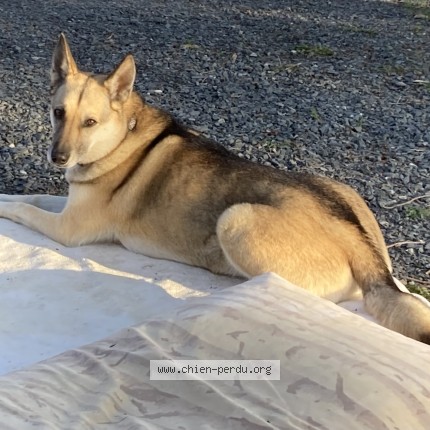 Photo 2/5 Sara Dog lost in Cleveland