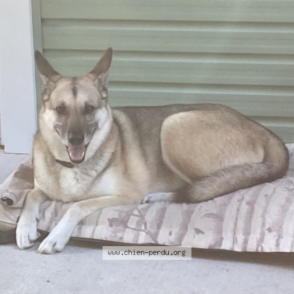Photo 3/5 Sara Dog lost in Cleveland