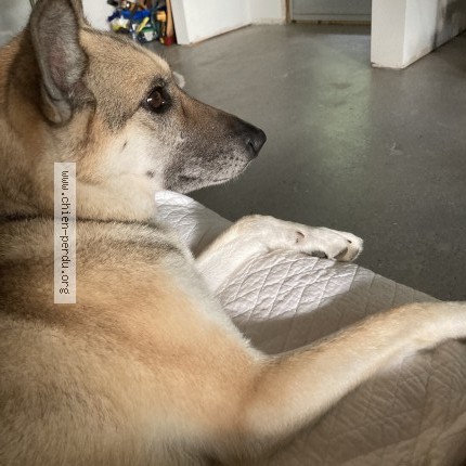 Photo 4/5 Sara Dog lost in Cleveland